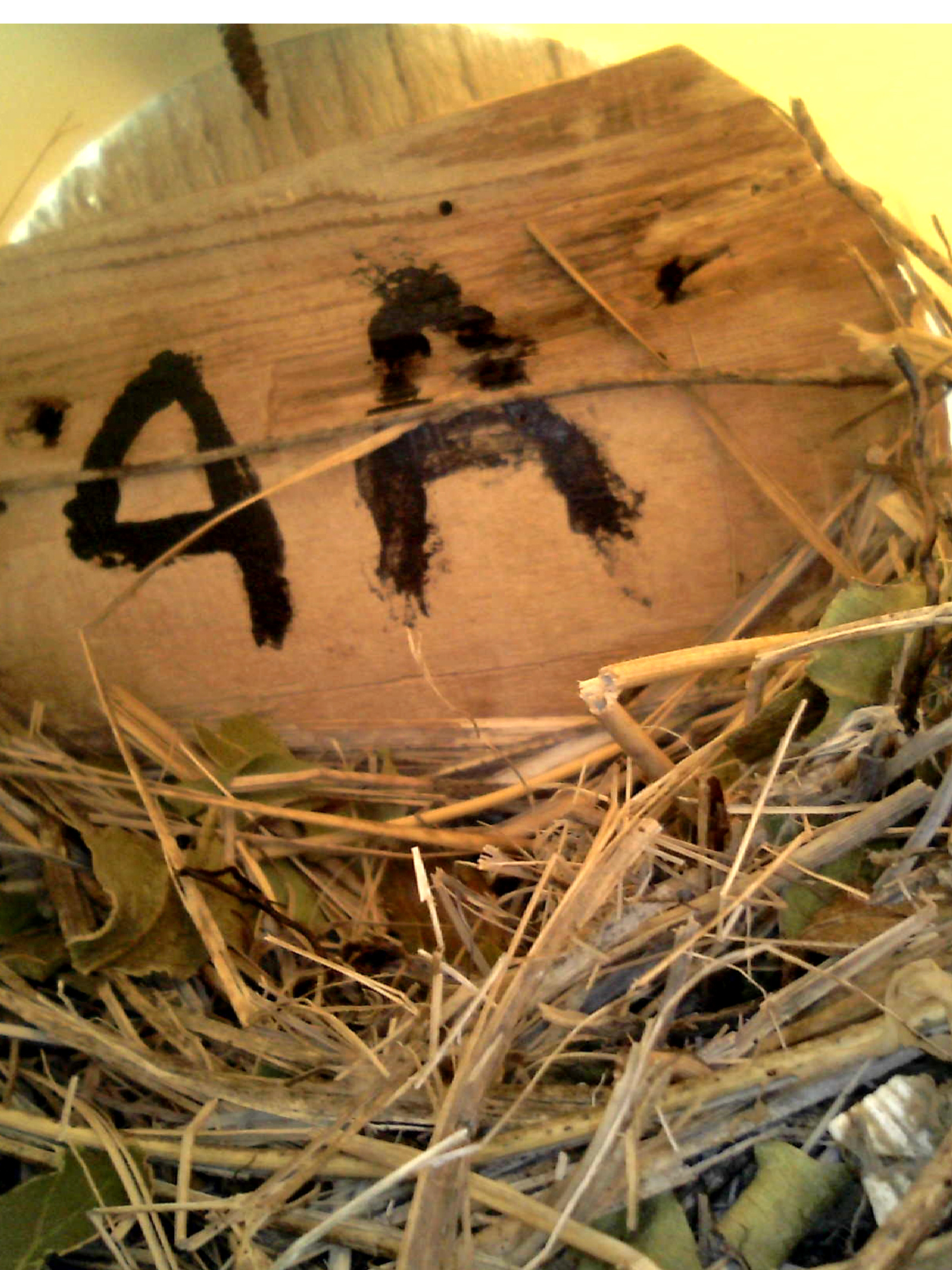 OPAS 4A